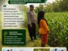 DALAM RANGKA MENDUKUNG PROGRAM ASTACITA, ANGGOTA POLSEK PARENGAN SAMBANGI PETANI JAGUNG DI DESA KUMPULREJO GUNA DUKUNG KETAHANAN PANGAN