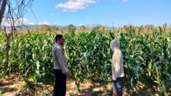 Bhabinkamtibmas Desa Cempi Jaya Sambangi Petani, Imbau Warga Tidak Gunakan Jaring Kawat Beraliran Listrik