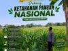 Polri Dukung Astacita, Polsek Semanding Polresta Tuban Turun Cek Tanaman jagung milik Warga di Desa Semanding