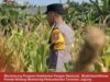 Bhabinkamtibmas Polsek Widang Monitoring Pertumbuhan Jagung