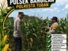 MONITORING KETAHANAN PANGAN POLSEK BANGILAN