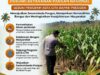 ANGGOTA POLSEK GRABAGAN SAMBANG DESA BINAAN, PANTAU LAHAN JAGUNG DAN MEMASTIKAN SISTEM IRIGASI MASIH LANCAR