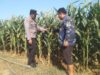 Dukung Astacita Presiden RI, Bhabinkamtibmas Polsek Jenu Polresta Tuban Cek Perkembangan Tanaman Jagung Warga
