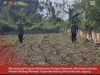 Bhabinkamtibmas Polsek Widang Monitoring Pertumbuhan Jagung
