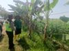 Polri Dukung Astacita, Polsek Rengel Polres Tuban Turun Cek Tanaman Jagung Warga di Desa Rengel