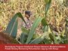 Bhabinkamtibmas Polsek Widang Monitoring Pertumbuhan Jagung