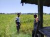 Dukung Ketahanan Pangan Nasional, Bhabinkamtibmas Desa Pungkit Sambangi Petani dan Cek Langsung Lahan Sawah Warga