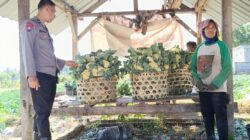 Bhabinkamtibmas Pohgading Timur Dukung Ketahanan Pangan Lewat Panen Brokoli