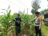Polsek Tambakboyo Polres Tuban Turun Cek Tanaman jagung Warga di Desa Ngulahan