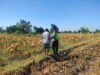 Polri Dukung Astacita, Polsek Rengel Polresta Tuban Turun Cek Tanaman Jagung Warga di Desa Sawahan