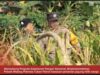 Mendukung Program Ketahanan Pangan, Polsek Widang Patroli Kawasan Lahan Pertanian Jagung