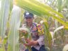 Polisi RW Polsek Kenduruan Polresta Tuban Cek Perkembangan Tanaman Jagung, Dukung Ketahanan Pangan Nasional