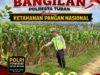 MONITORING KETAHANAN PANGAN TANAMAN JAGUNG