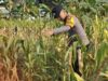 Bhabinkamtibmas Polsek Widang Monitoring Pertumbuhan Jagung