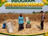 Anggota Bhabinkamtibmas Polsek Senori Polres Tuban Turun ke Ladang, Bantu Warga Desa Medalem Panen Jagung