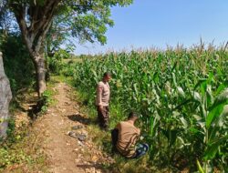Dukung Ketahanan Pangan Nasional, Bhabinkamtibmas Desa Labuhan Pidang Tinjau dan Motivasi Petani Jagung
