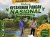 ​Dukung Ketahanan Pangan, Bripda Gustian Polsek Bancar Sambangi Petani dan Monitor Panen Jagung di Desa Pugoh