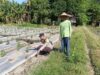 Dukung Ketahanan Pangan, Bhabinkamtibmas Desa Karang Dima Sambangi Petani Cabai di Dusun Sumer Payung