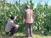 Dukung Ketahanan Pangan Nasional, Bhabinkamtibmas Desa Buin Baru Sambangi Petani Jagung di Uma Propok