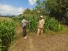 Dukung Ketahanan Pangan Nasional, Bhabinkamtibmas Desa Boal Sambangi Warga dan Cek Lahan Jagung Produktif