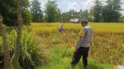 Dukung Program Prioritas Presiden, Bhabinkamtibmas Desa Ngeru Sambangi Petani Padi di Dusun Kalijaga