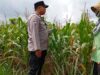 Polsek Tambakboyo Polresta Tuban Lakukan Monitoring Lahan Jagung Guna Dukung Ketahanan Pangan