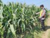 Polri Dukung Astacita, Polsek jenu Polres Tuban Turun Cek Tanaman Jagung Warga di Desa Tasikharjo