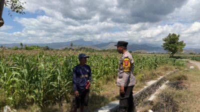 Dukung Swasembada Jagung Menuju Indonesia Emas, Bhabinkamtibmas Desa Pukat Sambangi Petani di Dusun Pukat