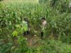 Polsek Tambakboyo Monitoring Lahan Jagung, Dukung Program Ketahanan Pangan