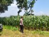 Polri Dukung Astacita, Polsek Merakurak Polres Tuban Turun Cek Tanaman Jagung Warga di Desa Tuwiri Wetan