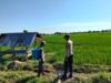 Dukung Ketahanan Pangan Nasional, Bhabinkamtibmas Desa Motong Sambangi Petani Padi dan Dorong Pemanfaatan Pekarangan
