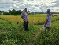 Dukung Ketahanan Pangan Nasional, Bhabinkamtibmas Desa Ngeru Sambangi Petani Padi di Dusun Kalijaga