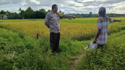 Dukung Ketahanan Pangan Nasional, Bhabinkamtibmas Desa Ngeru Sambangi Petani Padi di Dusun Kalijaga