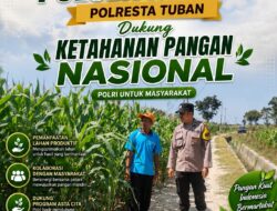Polsek Plumpang Polresta Tuban Turun Langsung Cek Tanaman Jagung Warga