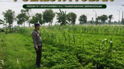 Polsek Tuban Dukung Ketahanan Pangan, Pantau Perkembangan Lahan Pertanian Warga