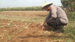 Polri Dukung Astacita, Polsek jenu Polres Tuban Turun Cek Tanaman Jagung Warga di Desa Kaliuntu