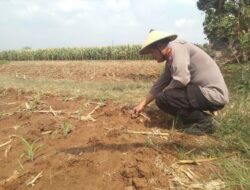 Polri Dukung Astacita, Polsek jenu Polres Tuban Turun Cek Tanaman Jagung Warga di Desa Kaliuntu