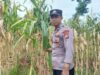 Polsek Tambakboyo Dampingi Panen Jagung Warga, Perkuat Ketahanan Pangan Desa Dasin