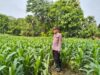 Polsek Plumpang Polresta Tuban Turun Langsung Cek Tanaman Jagung Warga