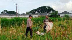 Kawal Program Pemerintah, Bhabinkamtibmas Polsek Labuapi Turun ke Sawah Dampingi Petani