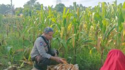 Solusi Tekan Inflasi Dapur, Polsek Batulayar Ajak Warga Maksimalkan Pelevelan Pekarangan