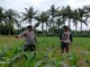 Polsek Gerung Dampingi Petani Jagung Giri Tembesi Perkuat Ketahanan Pangan Desa