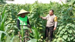 Dukung Swasembada Pangan, Polsek Labuapi Dampingi Petani Optimalkan Lahan di Lombok Barat