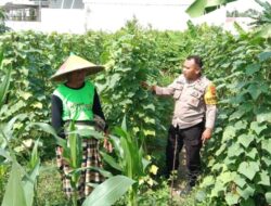Dukung Swasembada Pangan, Polsek Labuapi Dampingi Petani Optimalkan Lahan di Lombok Barat