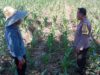 Dukung Swasembada Pangan, Bhabinkamtibmas Polsek Labuapi Turun ke Sawah Dampingi Petani Bagik Polak Barat