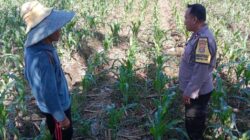 Sinergi Polri dan Petani di Lombok Barat: Langkah Polsek Labuapi Perkuat Ekonomi Desa