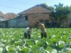 Bhabinkamtibmas Masbagik Utara Sambangi Petani, Dukung Ketahanan Pangan dan Kamtibmas