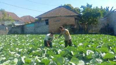 Bhabinkamtibmas Masbagik Utara Sambangi Petani, Dukung Ketahanan Pangan dan Kamtibmas