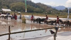 Polres Sumbawa Barat Pastikan Festival Barapan Kerbau Jereweh Berlangsung Aman dan Kondusif.