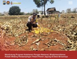 Mendukung Program Ketahanan Pangan, Bhabinkamtibmas Pendampingan Petani Panen Jagung